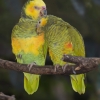Mezinárodní přehlídka exotického ptactva   zdroj foto: VFO