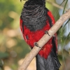 Mezinárodní přehlídka exotického ptactva   zdroj foto: VFO