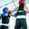 mistrovství České republiky v boxu    zdroj foto: Česká boxerská asociace, z.s.