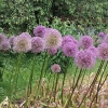 Výstaviště Flora Olomouc rozšířilo počet svých Národních sbírek