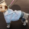 Hafan 2012 - první módní psí přehlídka foto:sumpersko.net