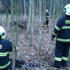 Litovelští hasiči vyprošťovali daňka zamotaného v drátech  zdroj foto:HZS Ok