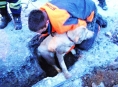 Labradora ve Svojanově zachránili hasiči z kanálu
