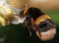 Olomoucký kraj podpoří začínající včelaře