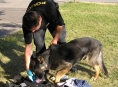 Jesenický policejní pes Mazym má další úspěch při pátrání