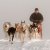Čtyřspřeží severských psů husky     zdroj foto:B.Vlčková