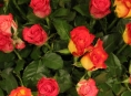Květiny pro Adinu Mandlovou