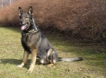 Ztraceného houbaře na Litovelsku pomohl vypátrat policejní pes Ceasar