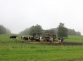 Krávy na jesenických pastvinách ohrožuje střelec s kuší