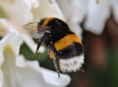 V Šumperku vzniknou dva včelařské kroužky
