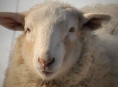 Anonym oznámil týrání ovcí na Šumpersku