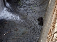 Zábřežští hasiči zachránili uvězněného bobra