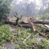 hasiči likvidují popadané stromy      zdroj foto: HZS Ok