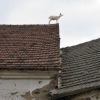 Kozu sundávali ze střechy hasiči na Vysočině            zdroj foto: HZS Olk
