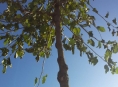 Na Litovelsku si děti vysadily stromořadí