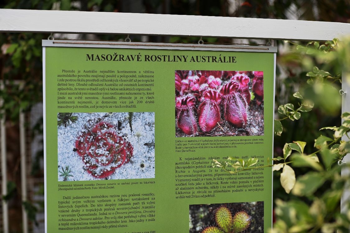 Sbírkové skleníky olomoucké Flory hostí výstavu masožravých rostlin foto: sumpersko.net M. Jeřábek