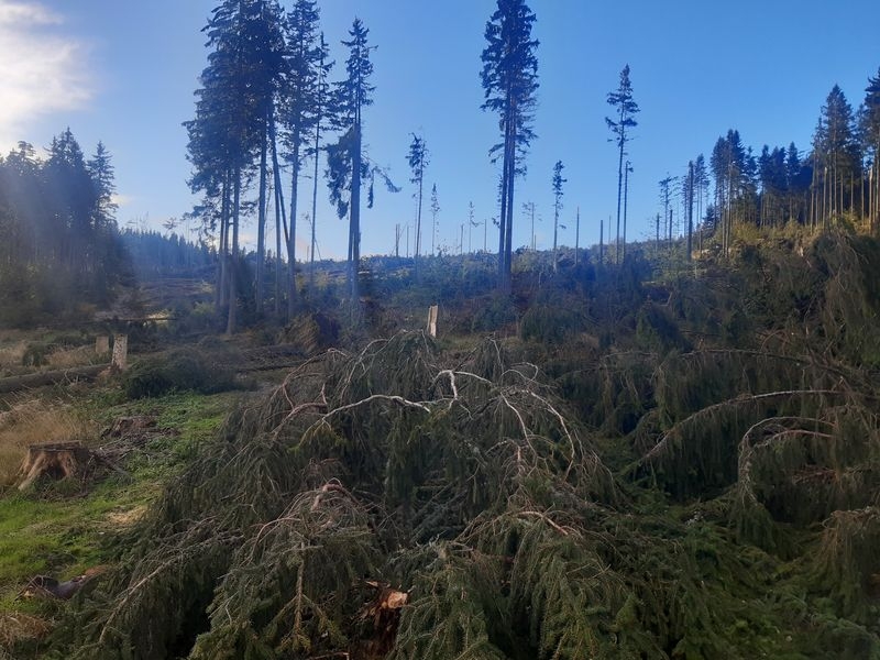 Silný vítr na Jesenicku lámal stromy zdroj foto: asol