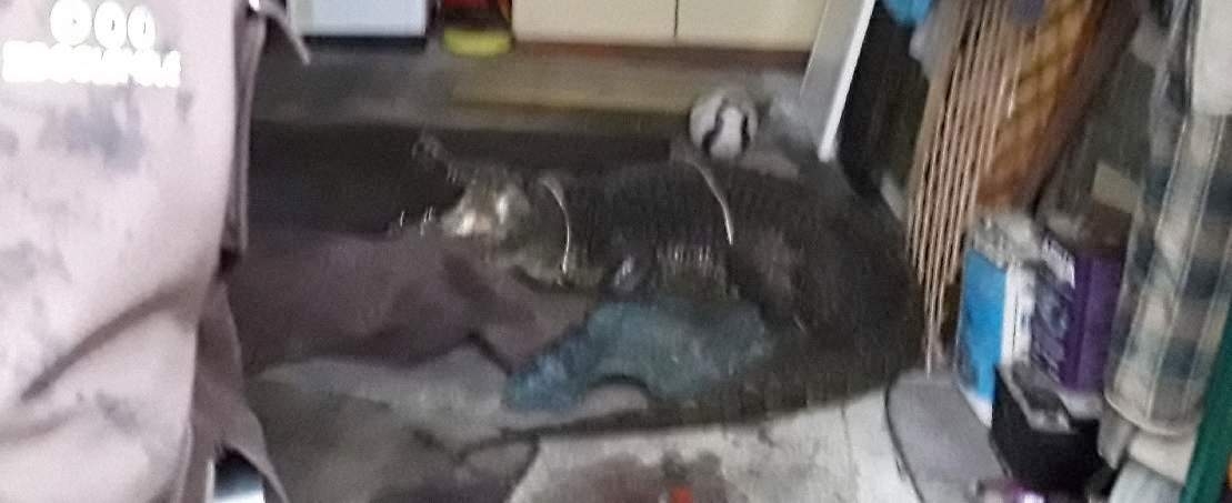 Při požáru v Klopině hasiči objevili krokodýla nilského zdroj foto: HZS OLK